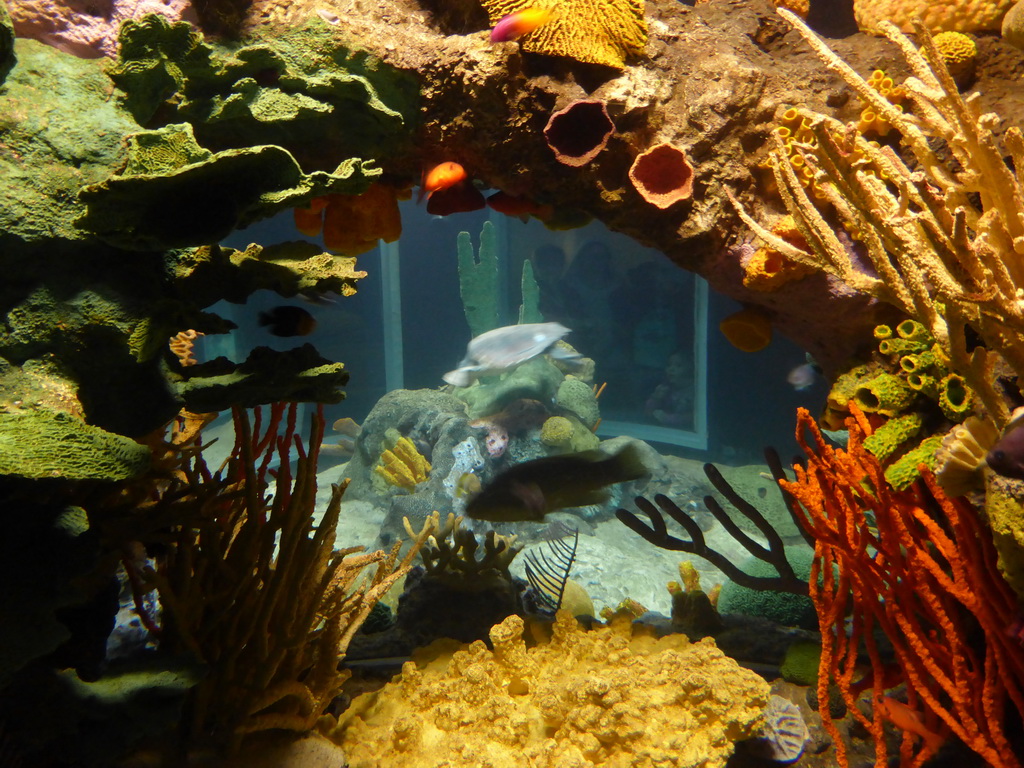 Coral, sea turtle and fish at the temporary exhibit `Sea Turtles - The Journey` at the Lisbon Oceanarium