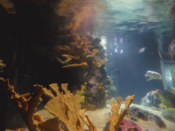 Coral, sea turtle and fish at the temporary exhibit `Sea Turtles - The Journey` at the Lisbon Oceanarium