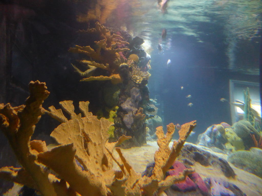 Coral, sea turtle and fish at the temporary exhibit `Sea Turtles - The Journey` at the Lisbon Oceanarium