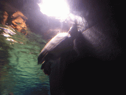 Sea turtle at the temporary exhibit `Sea Turtles - The Journey` at the Lisbon Oceanarium