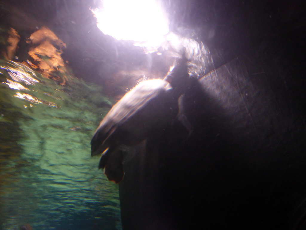 Sea turtle at the temporary exhibit `Sea Turtles - The Journey` at the Lisbon Oceanarium