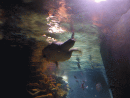 Coral, sea turtle and fish at the temporary exhibit `Sea Turtles - The Journey` at the Lisbon Oceanarium