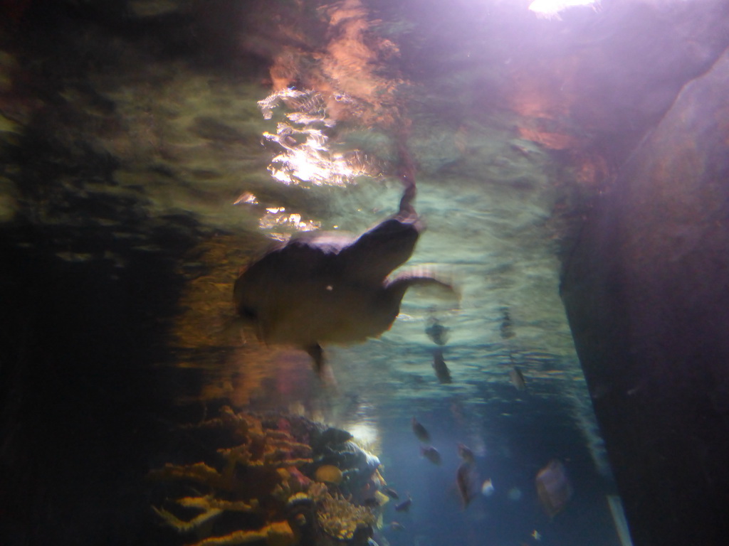 Coral, sea turtle and fish at the temporary exhibit `Sea Turtles - The Journey` at the Lisbon Oceanarium