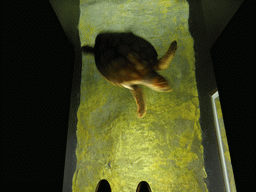 Tim`s feet on top of an aquarium with a sea turtle at the temporary exhibit `Sea Turtles - The Journey` at the Lisbon Oceanarium