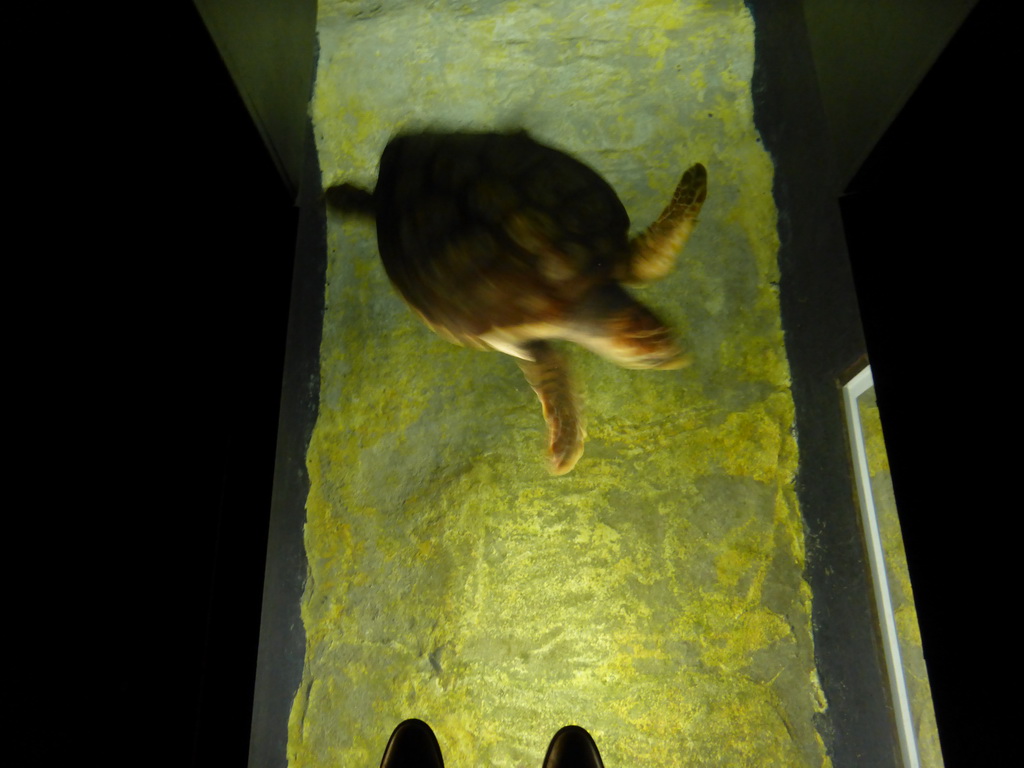 Tim`s feet on top of an aquarium with a sea turtle at the temporary exhibit `Sea Turtles - The Journey` at the Lisbon Oceanarium