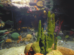 Coral and fish at the temporary exhibit `Sea Turtles - The Journey` at the Lisbon Oceanarium