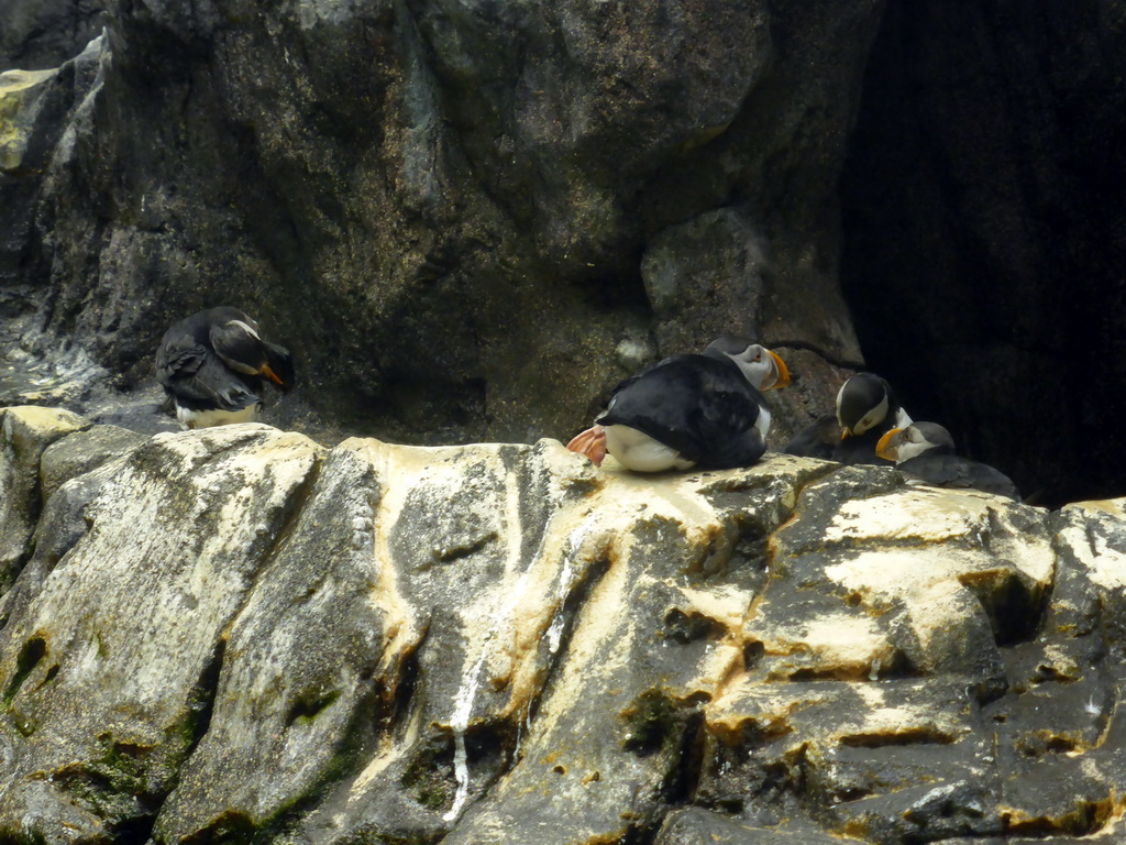 Puffins on a rock at the surface level of the North Atlantic habitat at the Lisbon Oceanarium