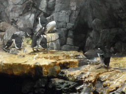 Common murres on a rock at the surface level of the North Atlantic habitat at the Lisbon Oceanarium