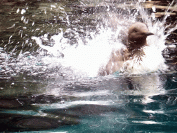 Common murre in the water at the surface level of the North Atlantic habitat at the Lisbon Oceanarium