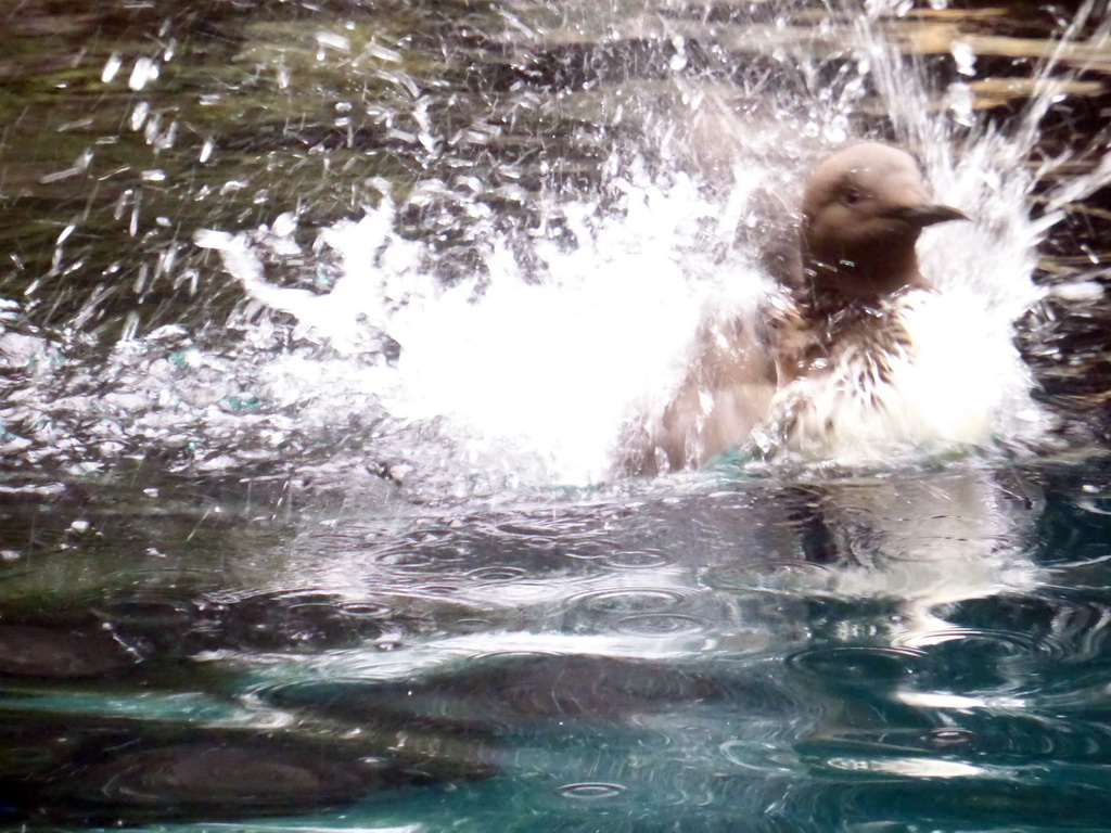 Common murre in the water at the surface level of the North Atlantic habitat at the Lisbon Oceanarium