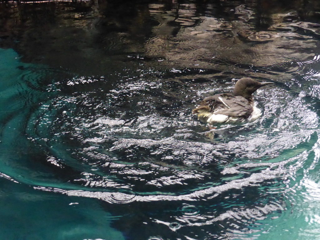 Common murre in the water at the surface level of the North Atlantic habitat at the Lisbon Oceanarium