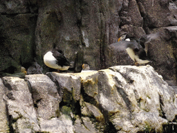 Puffins on a rock at the surface level of the North Atlantic habitat at the Lisbon Oceanarium