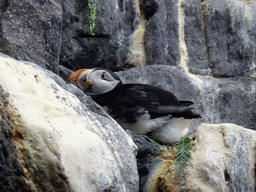 Puffin on a rock at the surface level of the North Atlantic habitat at the Lisbon Oceanarium