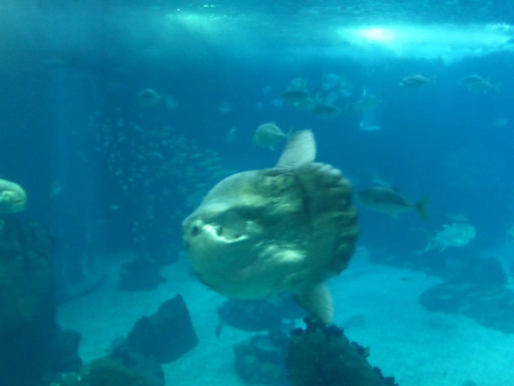 Ocean sunfish and other fish in the main aquarium at the Lisbon Oceanarium