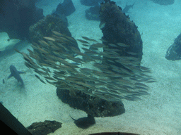 School of fish and a stingray in the main aquarium at the Lisbon Oceanarium