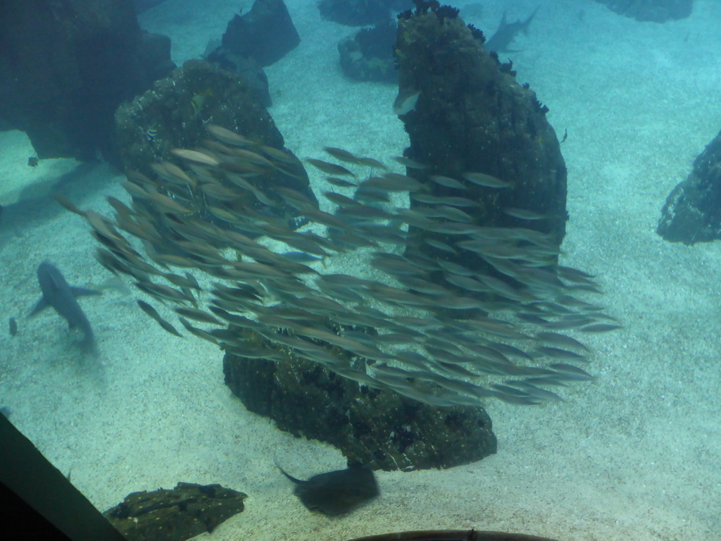 School of fish and a stingray in the main aquarium at the Lisbon Oceanarium