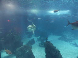 Ocean sunfish and other fish in the main aquarium at the Lisbon Oceanarium