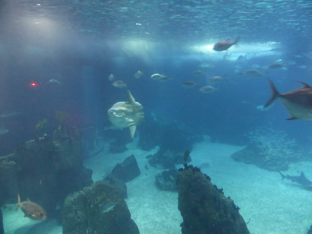 Ocean sunfish and other fish in the main aquarium at the Lisbon Oceanarium