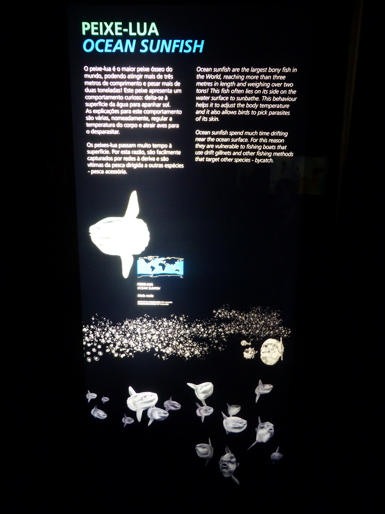 Information on the Ocean sunfish at the main aquarium at the Lisbon Oceanarium