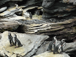 Magellanic penguins on a rock at the surface level of the Antarctic habitat at the Lisbon Oceanarium