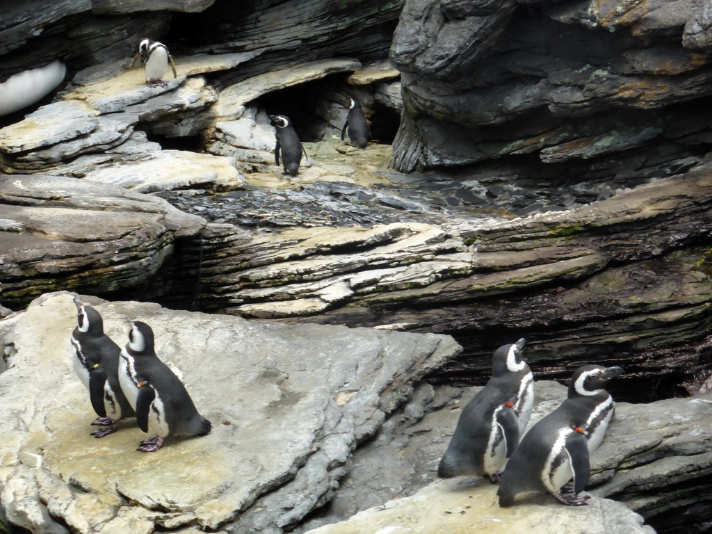 Magellanic penguins on a rock at the surface level of the Antarctic habitat at the Lisbon Oceanarium