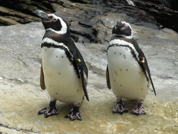 Two Magellanic penguins on a rock at the surface level of the Antarctic habitat at the Lisbon Oceanarium