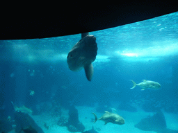 Ocean sunfish and other fish in the main aquarium at the Lisbon Oceanarium