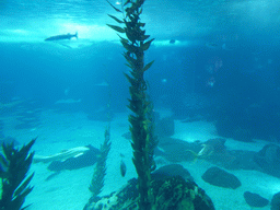 Plants and fish in the main aquarium at the Lisbon Oceanarium