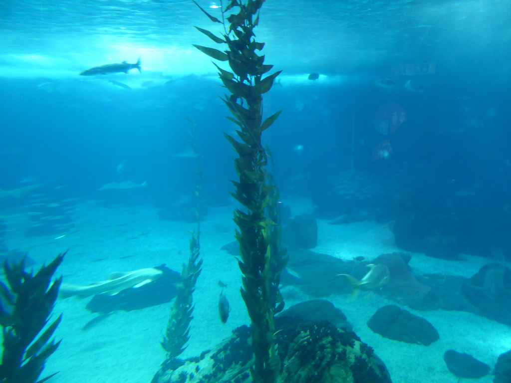 Plants and fish in the main aquarium at the Lisbon Oceanarium