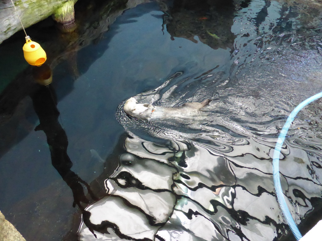 Alaskan sea-otter at the surface level of the Temperate Pacific habitat at the Lisbon Oceanarium