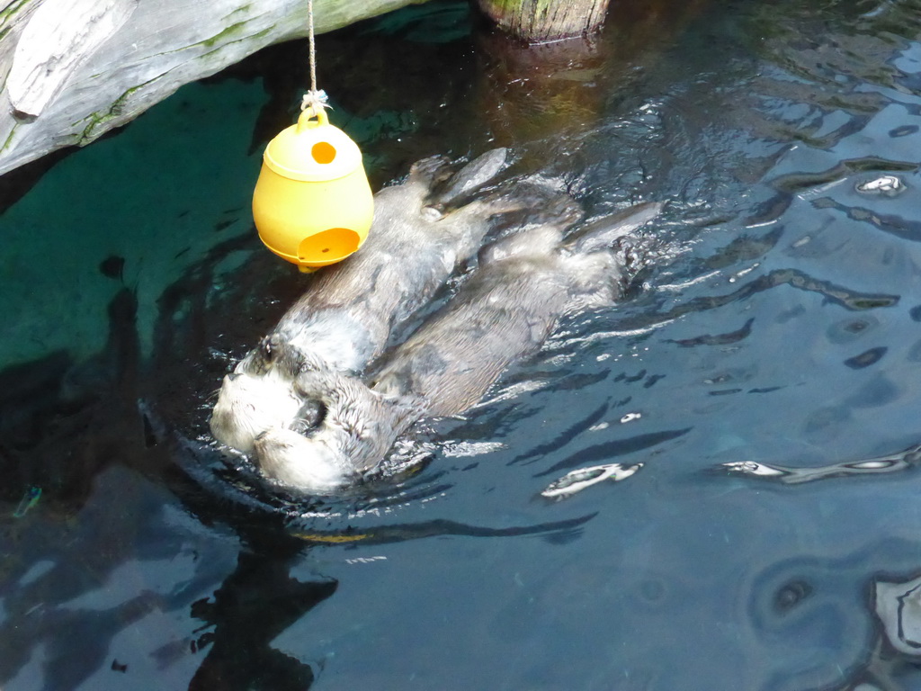 Two Alaskan sea-otters at the surface level of the Temperate Pacific habitat at the Lisbon Oceanarium