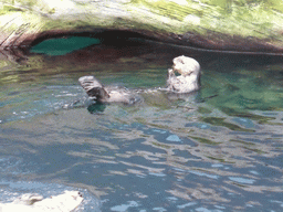 Two Alaskan sea-otters at the surface level of the Temperate Pacific habitat at the Lisbon Oceanarium