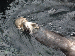 Alaskan sea-otter at the surface level of the Temperate Pacific habitat at the Lisbon Oceanarium