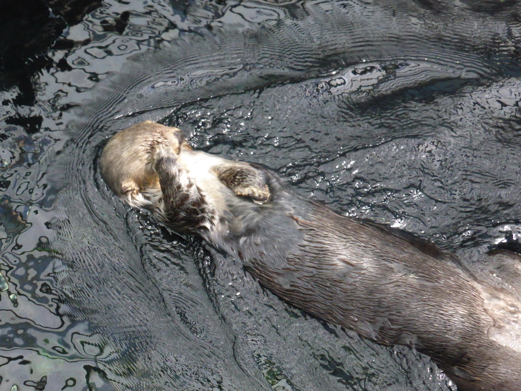 Alaskan sea-otter at the surface level of the Temperate Pacific habitat at the Lisbon Oceanarium