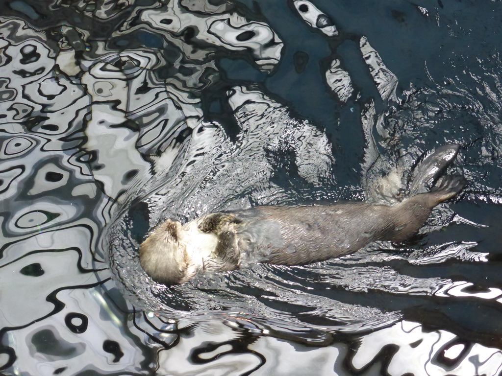 Alaskan sea-otter at the surface level of the Temperate Pacific habitat at the Lisbon Oceanarium