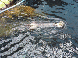 Alaskan sea-otter at the surface level of the Temperate Pacific habitat at the Lisbon Oceanarium