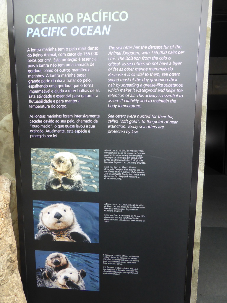 Information on the Alaskan sea-otters at the surface level of the Temperate Pacific habitat at the Lisbon Oceanarium
