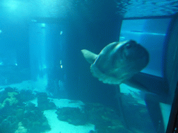 Ocean sunfish in the main aquarium at the Lisbon Oceanarium