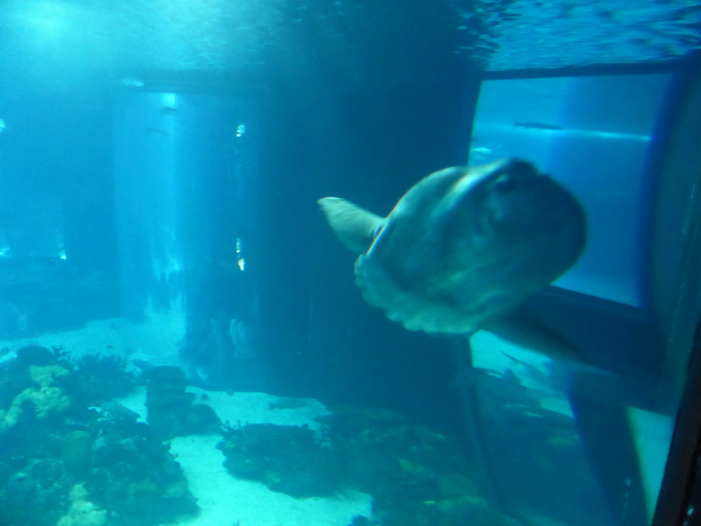Ocean sunfish in the main aquarium at the Lisbon Oceanarium