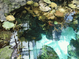 Water with coral at the surface level of the Tropical Indian habitat at the Lisbon Oceanarium