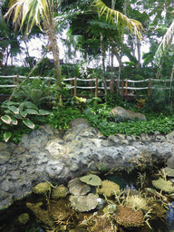 Forest and water with coral at the surface level of the Tropical Indian habitat at the Lisbon Oceanarium