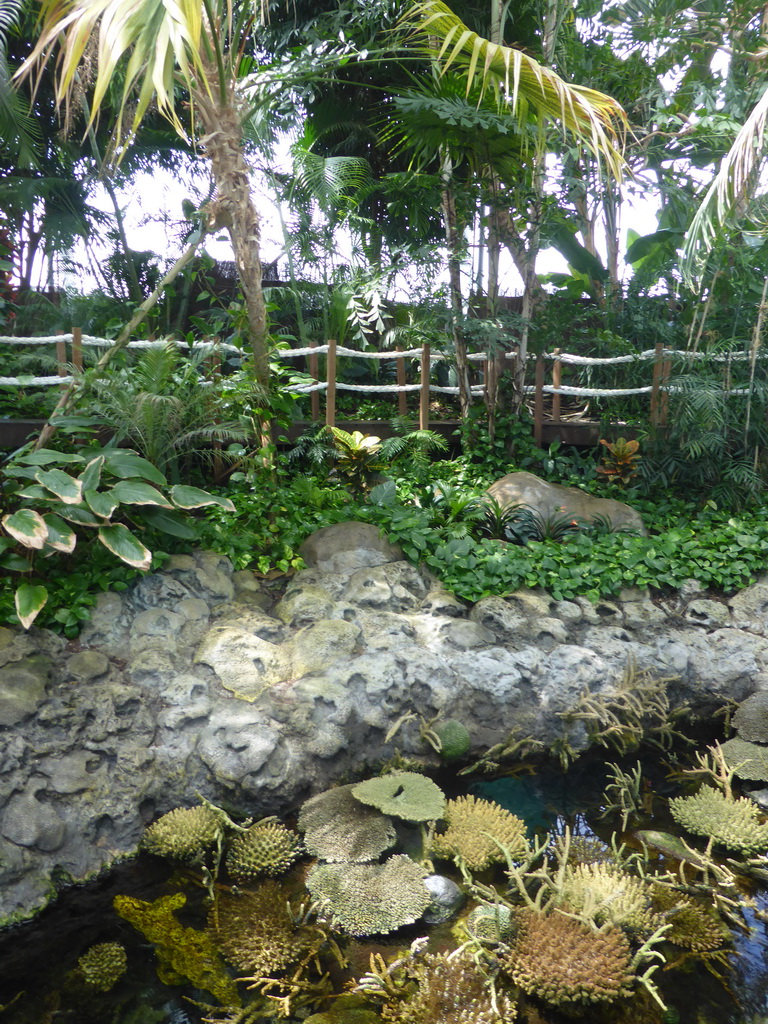 Forest and water with coral at the surface level of the Tropical Indian habitat at the Lisbon Oceanarium