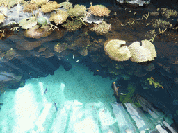 Water with coral and fish at the surface level of the Tropical Indian habitat at the Lisbon Oceanarium