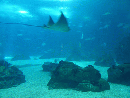 Stingray and other fish at the main aquarium at the Lisbon Oceanarium