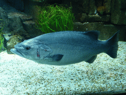 Large fish at the underwater level of the North Atlantic habitat at the Lisbon Oceanarium