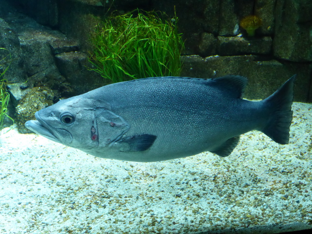 Large fish at the underwater level of the North Atlantic habitat at the Lisbon Oceanarium