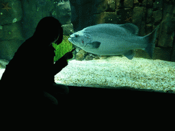 Miaomiao with large fish at the underwater level of the North Atlantic habitat at the Lisbon Oceanarium