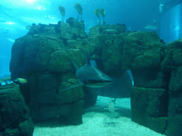 Sharks, stingray and other fish at the main aquarium at the Lisbon Oceanarium