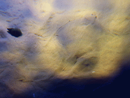 European plaice at the underwater level of the North Atlantic habitat at the Lisbon Oceanarium