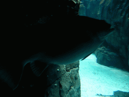 Fish at the main aquarium at the Lisbon Oceanarium